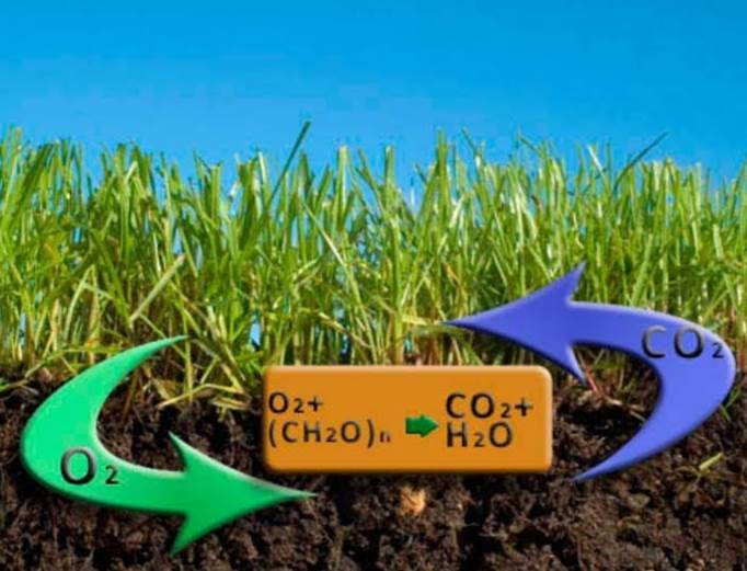 Биочар и растения