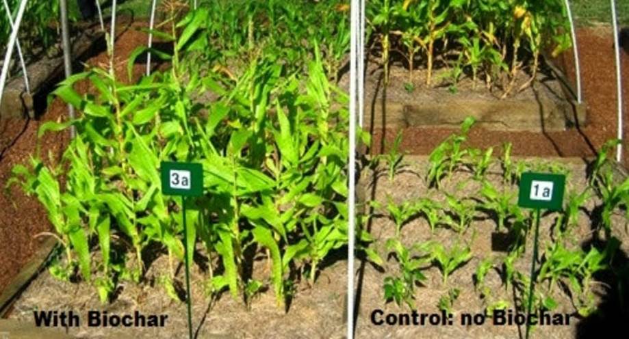 Как растения растут с Биочаром