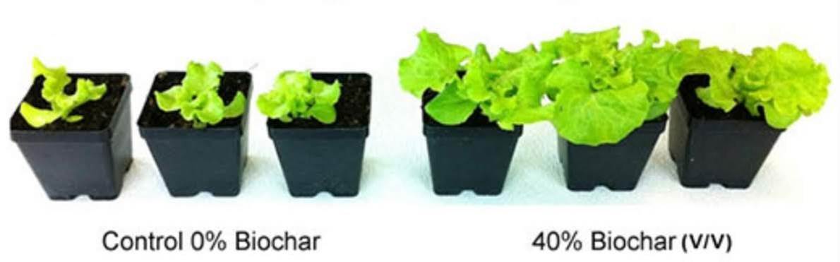 Комнатные растения с Биочаром