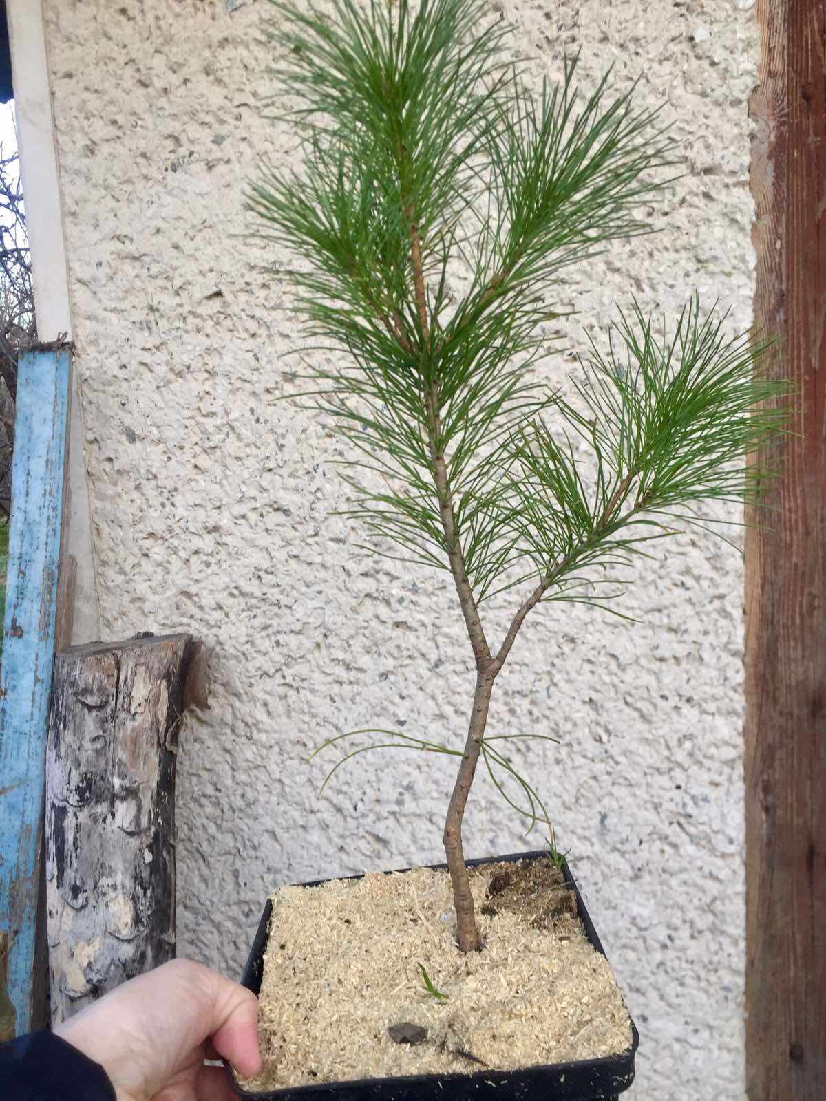 Кедр Корейский 4-5 годичный 